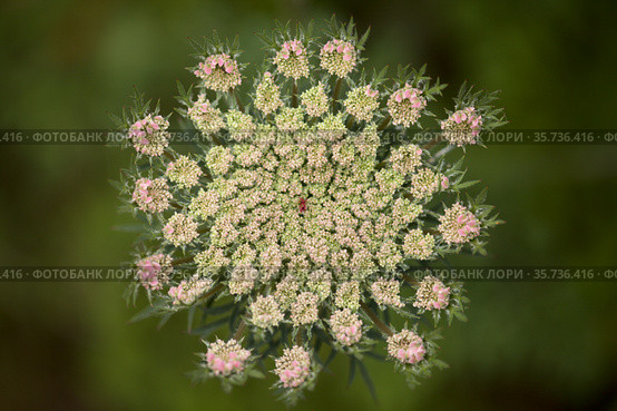 Flora of Gran Canaria - Daucus carota, wild carrot white flowers natural macro floral background. Стоковое фото, фотограф Tamara Kulikova / Фотобанк Лори