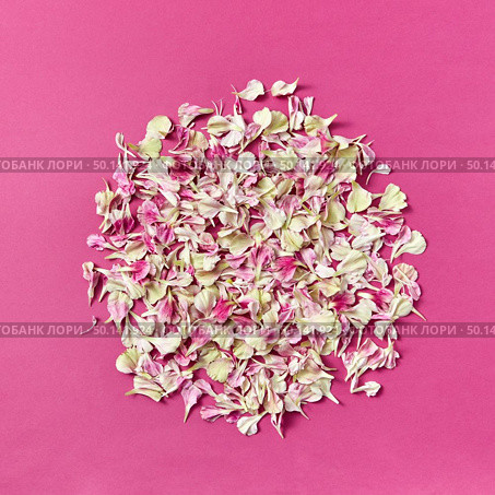 Floral composition from carnation petals on a magenta paper with copy space. Natural background.. Round pattern of flowers petals on a magenta background. Стоковое фото, агентство Ingram Publishing / Фотобанк Лори