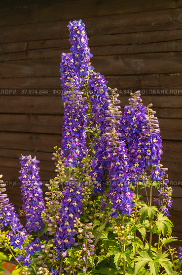 Flower delphinium at year term of time for dark background. Стоковое фото, фотограф Сергей Овчинников / Фотобанк Лори