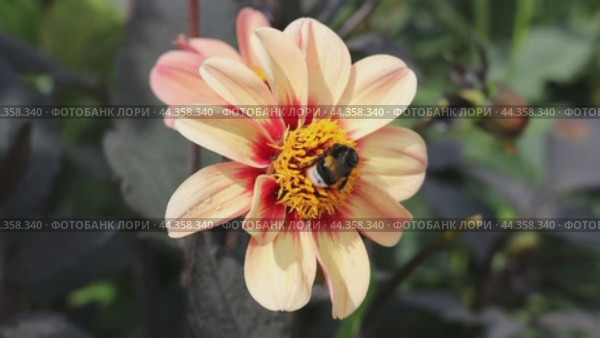 Flower of Dahlias minion First Love with central brown disc surrounded by rows of orange-yellow pollen on purple stems bearing closed buds and dark leaves. Стоковое видео, видеограф Ольга Сейфутдинова / Фотобанк Лори