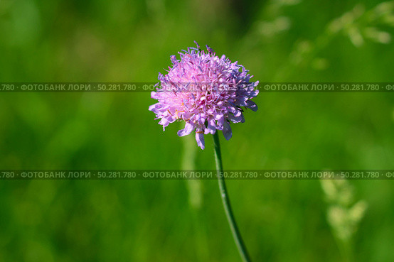 Flower of Field Scabious, Knautia Arvensis, with bokeh background. Стоковое фото, фотограф Марина Демидюк / Фотобанк Лори