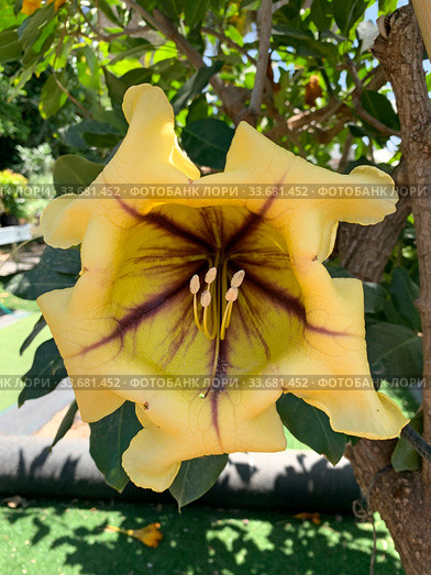 Flower of Solandra large-flowered (Solandra grandiflora) is a genus of liana. Стоковое фото, фотограф Irina Opachevsky / Фотобанк Лори