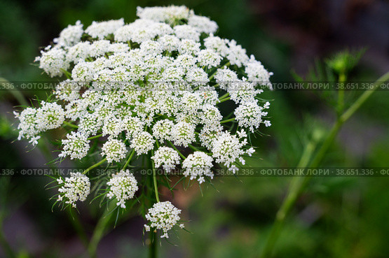 Flowering carrots before seed formation. The flowers were left to restore the seed fund of a promising carrot variety. Daucus Carota. Стоковое фото, фотограф Оксана Медведева / Фотобанк Лори