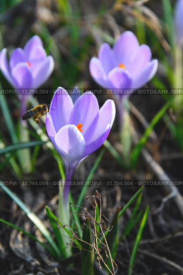 Flowering crocuses or crocuses with purple petals (Spring Crocus). Crocuses are the first spring flowers that bloom in early spring. Стоковое фото, фотограф Artem Sobov / Фотобанк Лори