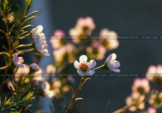 Flowering evergreen shrub Chamelacium (Chamelaucium) Стоковое фото, фотограф Irina Opachevsky / Фотобанк Лори