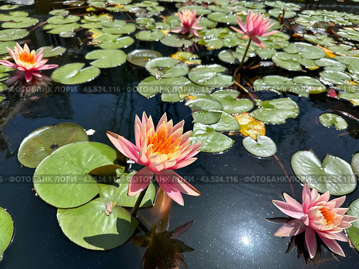 Flowering pink lotus closeup (Lat. - nymphaea caerulea) Стоковое фото, фотограф Irina Opachevsky / Фотобанк Лори