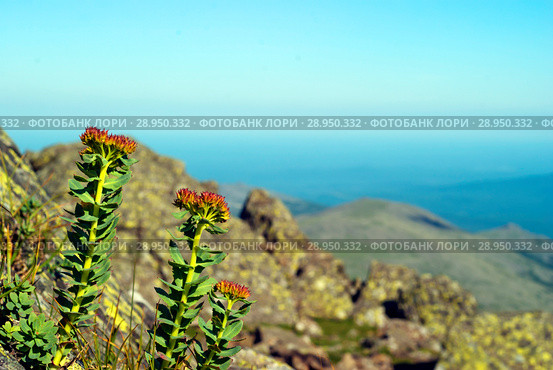 Flowering plant golden root (Rhodiola rosea) in a natural environment. Стоковое фото, фотограф Евгений Харитонов / Фотобанк Лори