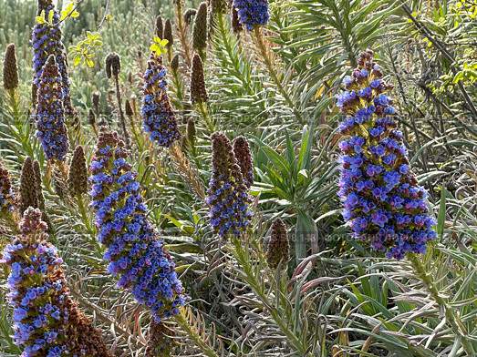 Flowering plant Pride of Madeira (lat.- Echium candicans) Стоковое фото, фотограф Irina Opachevsky / Фотобанк Лори