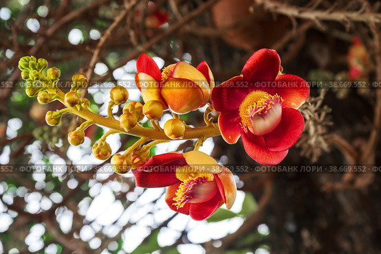Flowers cannonball tree. Стоковое фото, фотограф Юлия Бабкина / Фотобанк Лори