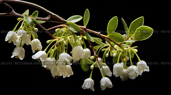 flowers mistletoe plant ai generated. Стоковое AI-изображение, AI-художник Vectorwin / Фотобанк Лори