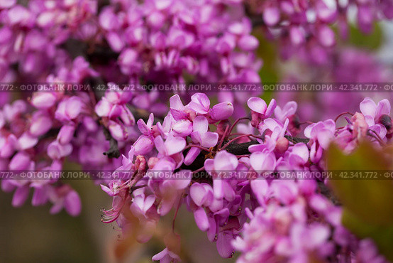 Flowers of Cercis. Стоковое фото, фотограф Яков Филимонов / Фотобанк Лори