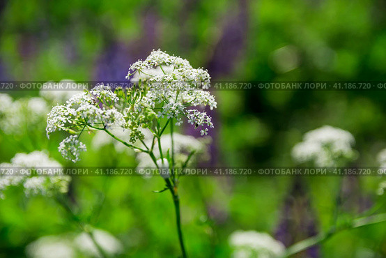 Flowers of forest Copyri, also known as  Anthriscus sylvestris (L.) Hoffm. Selective focus with low grip. Цветы лесной копири, также известные как Anthriscus sylvestris (L.) Hoffm. Выборочная фокус. Стоковое фото, фотограф Дмитрий Березнев / Фотобанк Лори