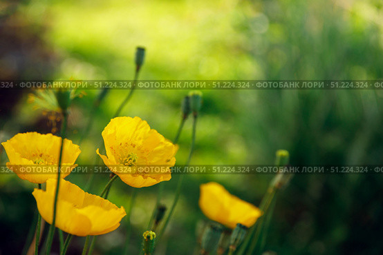 Flowers yellow poppies on a green blurred grass background. Copy space, place for text. Стоковое фото, фотограф Aleksandra Selivanova / Фотобанк Лори
