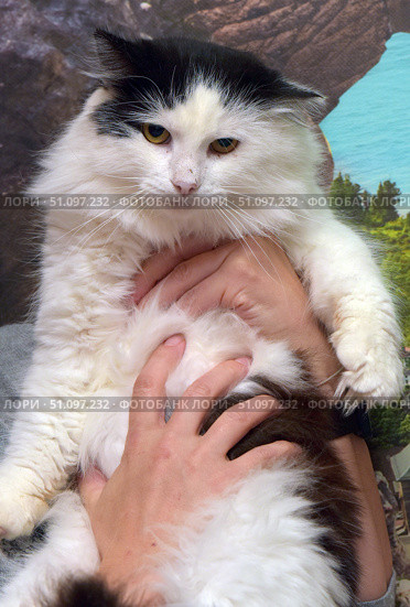 Fluffy black and white cat with yellow eyes. The animal is in the arms of a person who gently supports its paws and chest. The cat has thick white fur with black spots on its head and back. Its facial expression is calm and a little thoughtful, which gives the photo a touching and expressive look. The background of the photo is blurred, with elements of landscape and texture, which focuses attention on the pet itself. The atmosphere of the image emphasizes the care and closeness between a person and a pet. Стоковое фото, фотограф Анна Кривицкая / Фотобанк Лори