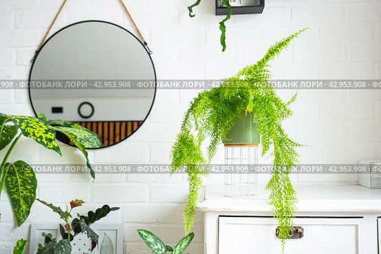 Fluffy fern in a white loft-style interior. Nephrolepis Marisa is a varietal ornamental fern. Стоковое фото, фотограф Ольга Симонова / Фотобанк Лори