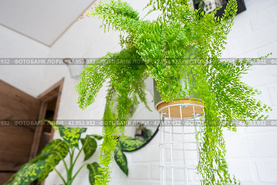 Fluffy fern in a white loft-style interior. Nephrolepis Marisa is a varietal ornamental fern. Стоковое фото, фотограф Ольга Симонова / Фотобанк Лори