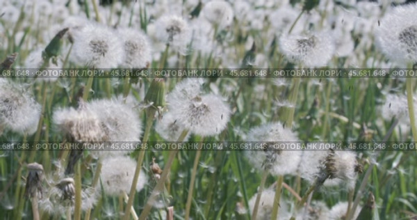 Fluffy Seeds dandelions Flying Over the Clearing. Стоковое видео, видеограф Андрей Армягов / Фотобанк Лори
