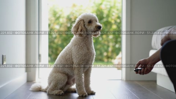 Fluffy white poodle waiting near doorway, attentively watching owner with remote control during obedience training moment. Стоковое AI-видео, аниматор Юрий Поздников / Фотобанк Лори