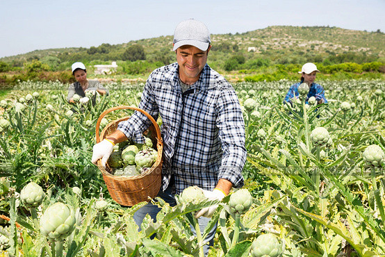Focused man engaged in artichokes growing, harvesting vegetables. Стоковое фото, фотограф Яков Филимонов / Фотобанк Лори