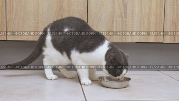 Footage hungry white and gray Scottish fold cat eating pet food from bowl in kitchen at home. Стоковое видео, видеограф Ирина Михайличенко / Фотобанк Лори