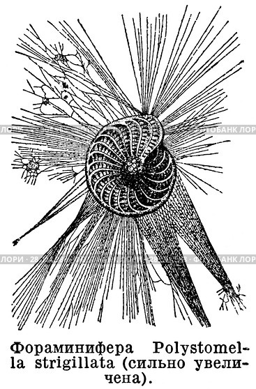 Фораминифера (Polystomella Strigillata) Стоковая иллюстрация, иллюстратор Макаров Алексей / Фотобанк Лори