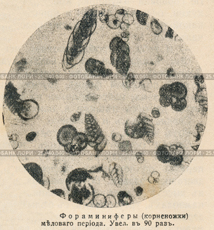 Фораминиферы (корненожки) мелового периода. Иллюстрация из журнала "Природа и люди", № 17, 1915 год. Стоковая иллюстрация, иллюстратор Макаров Алексей / Фотобанк Лори