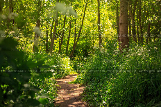 Forest Path. Beautiful summer landscape with a footpath among trees and bushes. Warm sunny weather. Walking in nature, outdoor activities and hiking. Perfect for background. Стоковое фото, фотограф Андрей Степанов / Фотобанк Лори