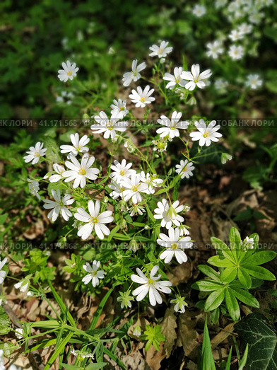 Forest starfish. Delicate white flowers in the forest. Antidiabetic agent, natural sweetener. Beautiful medicinal plants. Soft focus. Стоковое фото, фотограф Юлия Петровская / Фотобанк Лори