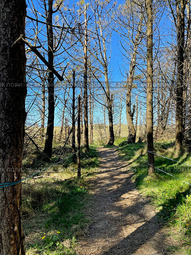 Forest walk in Killaspugbrone loop walk. Стоковое фото, фотограф Татьяна Кахилл / Фотобанк Лори