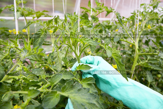 Formation of bushes of flowering tomato plants, removal of lateral shoots. Стоковое фото, фотограф Виктория Тельминова / Фотобанк Лори