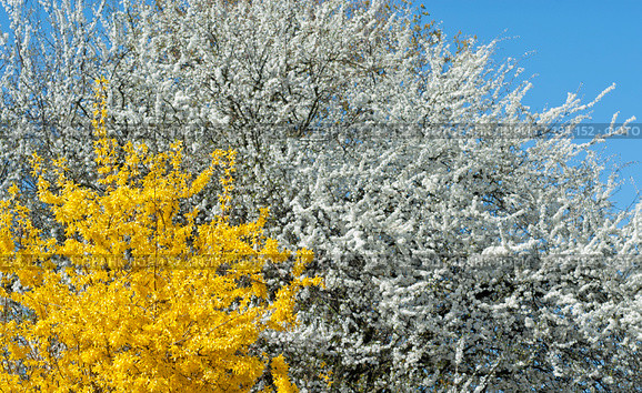 Форзиция европейская (Forsythia europaea) в цветущем саду. Стоковое фото, фотограф Svet / Фотобанк Лори