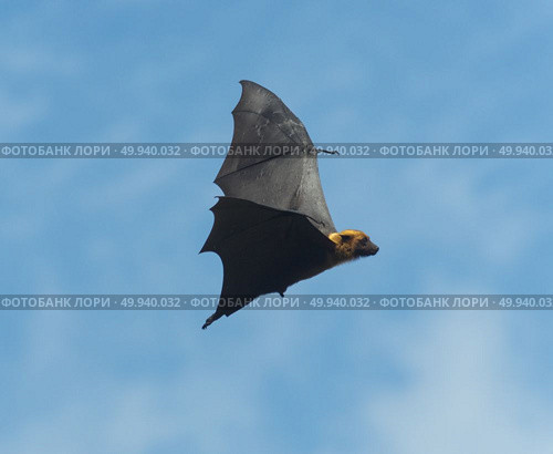 Foxes flying in the sky. biggest bat in Thailand. Стоковое фото, агентство Ingram Publishing / Фотобанк Лори