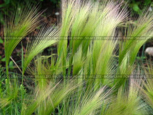 Foxtail barley in the field. Natural green background. Стоковое фото, фотограф Елена  Попкова / Фотобанк Лори