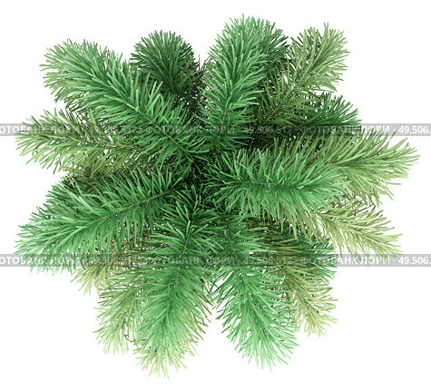 foxtail palm tree isolated on white background. top view. 3d illustration. Стоковое фото, агентство Ingram Publishing / Фотобанк Лори