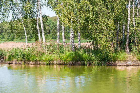 Фрагмент острова с березами (2019 год). Стоковое фото, фотограф Алёшина Оксана / Фотобанк Лори
