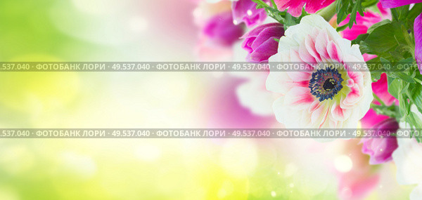 fresh anemone flowers isolated on green bokeh background banner. anemone flowers . Стоковое фото, агентство Ingram Publishing / Фотобанк Лори