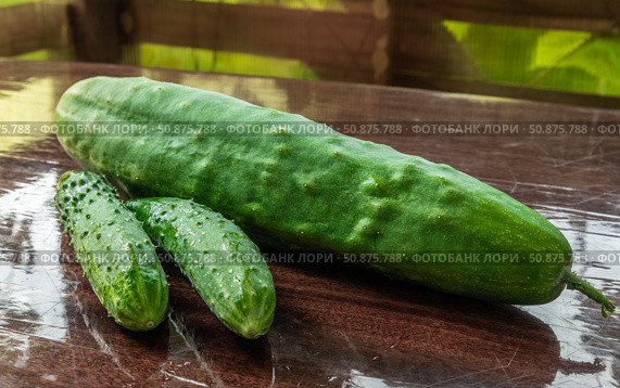 Fresh country cucumbers on an old table. Farm products. Стоковое фото, фотограф Дмитрий Кобзев / Фотобанк Лори