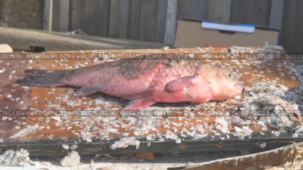 Fresh fish, large crucian carp on a cutting board. Стоковое видео, видеограф Александр Прошкин / Фотобанк Лори