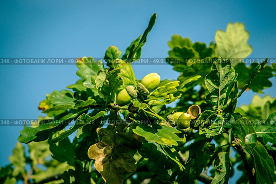 Fresh green acorn ripe hanging from a tree. Стоковое фото, агентство Ingram Publishing / Фотобанк Лори