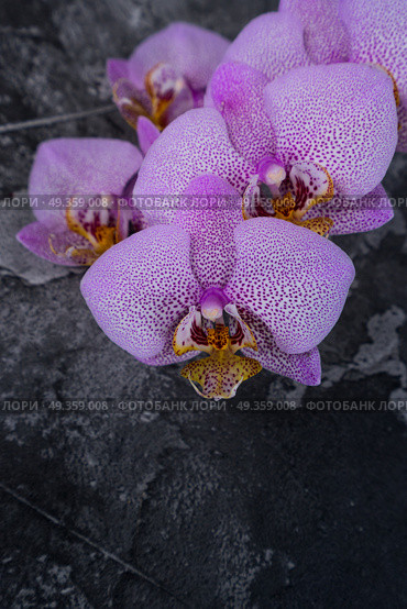 Fresh orchids flowers. Fresh blooming pink orchids flowers on stone background. Стоковое фото, агентство Ingram Publishing / Фотобанк Лори
