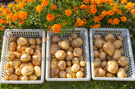 Fresh organic potato harvest is dried in plastic containers on green lawn near flower bed with bright marigolds in vegetable garden on sunny autumn day. Potato harvest time. Seasonal gardening concept. Стоковое фото, фотограф Виктория Катьянова / Фотобанк Лори