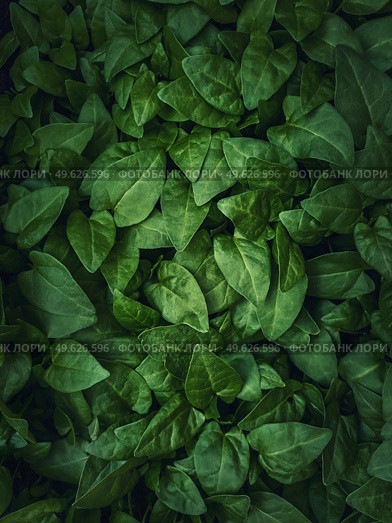 Fresh sprouts, green leaves texture of bindweed plants. Wild herb, natural vegetation close up background. Стоковое фото, агентство Ingram Publishing / Фотобанк Лори