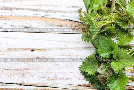 Fresh stinging nettle leaves on wooden table.Urtica dioica, often called common nettle. Bunch of common nettles. Стоковое фото, агентство Ingram Publishing / Фотобанк Лори