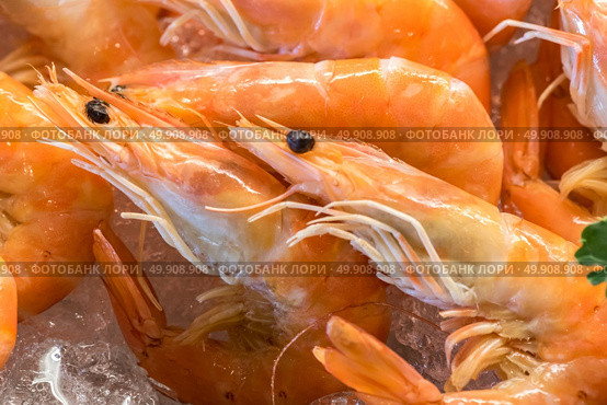 Freshly cooked prawns - shrimp on ice. Стоковое фото, агентство Ingram Publishing / Фотобанк Лори