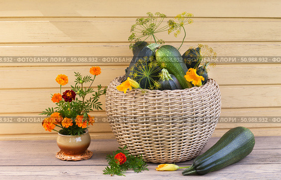 Freshly picked zucchini in a large wicker basket on a country bench next to a bouquet of marigolds in a clay pot. Rural still life. Growing organic vegetables. Стоковое фото, фотограф Виктория Катьянова / Фотобанк Лори