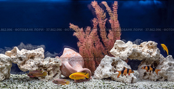 Freshwater aquarium with cichlids and botias. Aqua scape and aqua design. Стоковое фото, фотограф Андрей Никитин / Фотобанк Лори