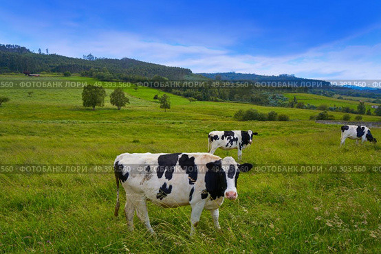 Friesian cows in Asturias meadow of Spain. Стоковое фото, агентство Ingram Publishing / Фотобанк Лори
