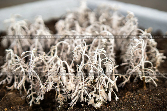 Frostbitten Jacobaea maritima flowers, their once-vibrant petals now wilted and lifeless, embodying the resilience and fragility of nature in harsh winter conditions. Стоковое фото, фотограф Татьяна Степанищева / Фотобанк Лори