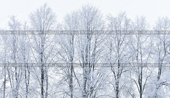 Full Snow covered tall trees in winter light blue nasty day background. Стоковое фото, фотограф Camptoloma / Фотобанк Лори