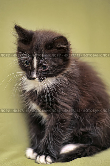 Funny black and white kitten. Стоковое фото, фотограф Анна Кривицкая / Фотобанк Лори